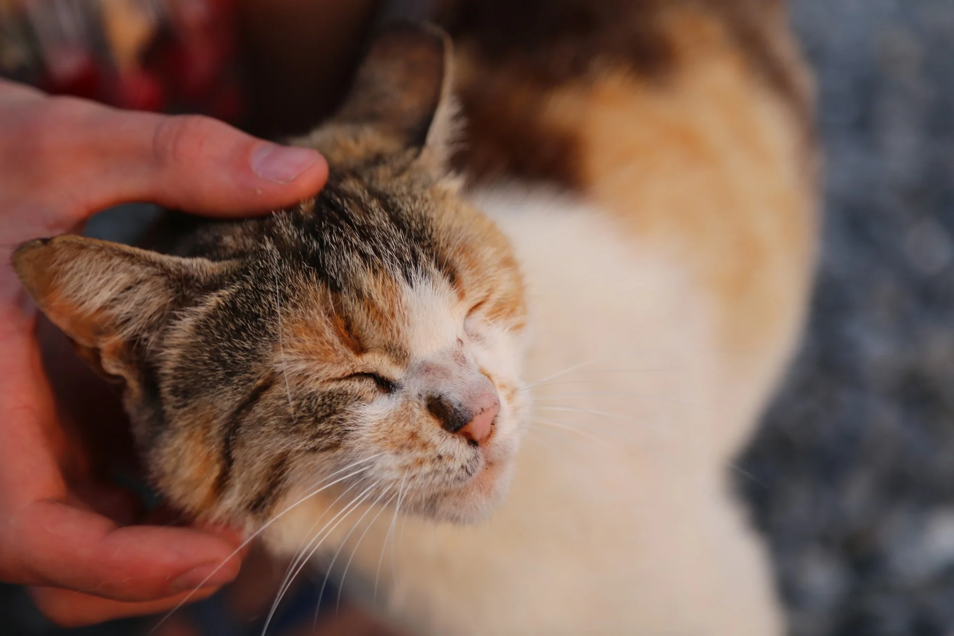 Long term hotsell cat fostering